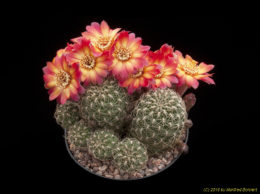 Sulcorebutia tarijensis AW143 1690 